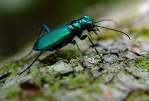 emerald ash borer