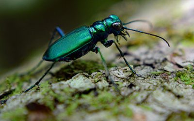 Urgent Alert for Denver Homeowners: Emerald Ash Borer Confirmed