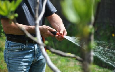 Why Tree Services are a Balancing Act of Hydration and Health