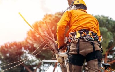 DONOVAN ARBORISTS – FIRST RESPONDERS IN DENVER