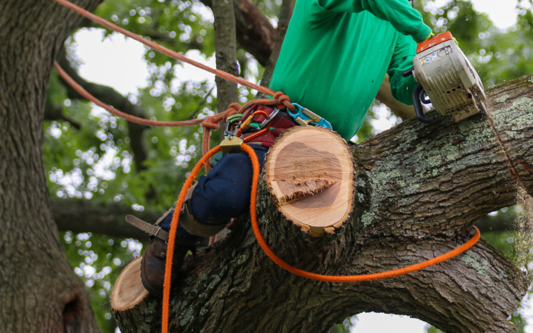 Expert Arborist Tree Care Services in the Denver Metro Area