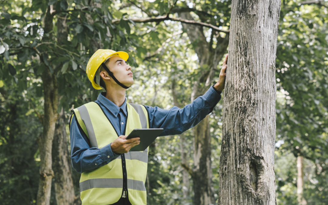 Treating and Identifying Pests and Disease in Your Trees
