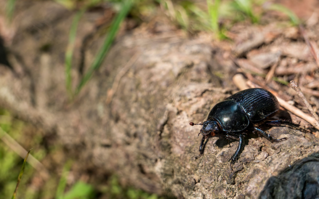 Common Tree Pests and Treatments