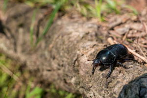 mountain pine beetle a common tree pest