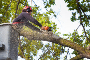 arborist tree trimming pruning