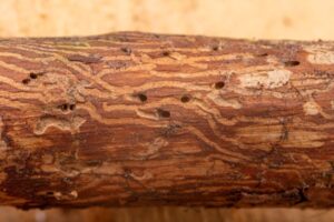 emerald ash borer