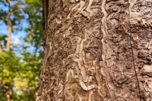 emerald ash borer