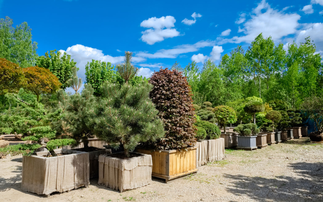 Planting Trees in Colorado: A Fall Affair