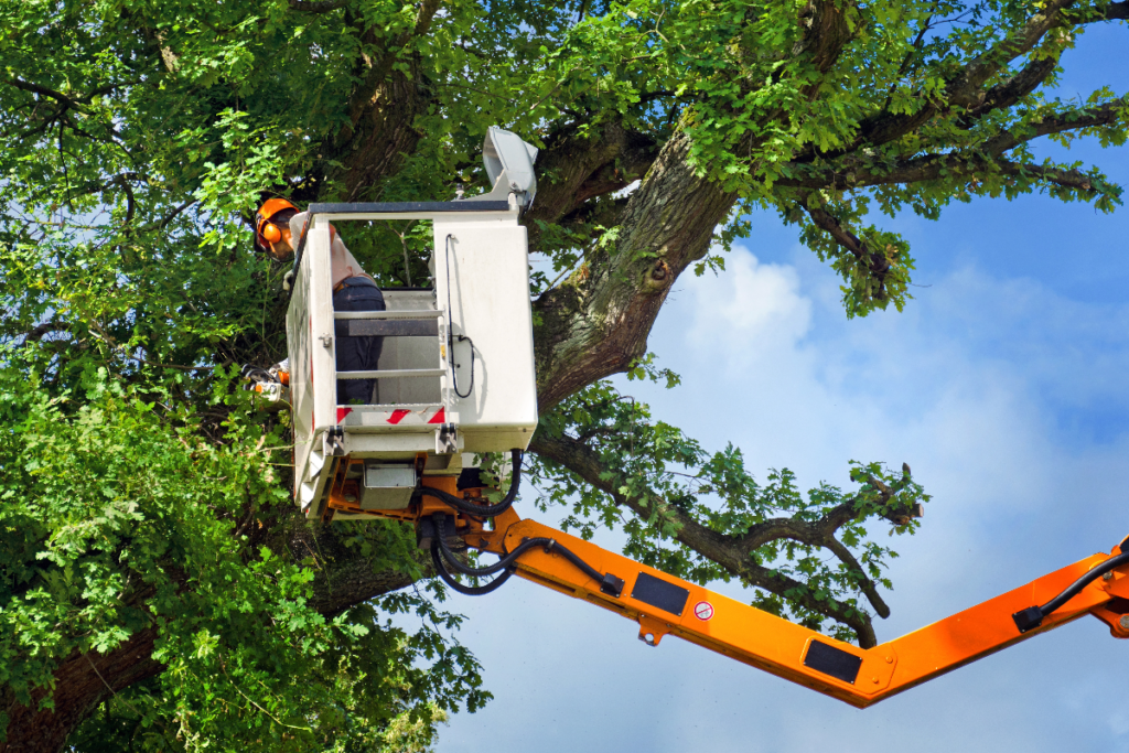 Why You Should Hire A Professional Tree Trimming Service Provider