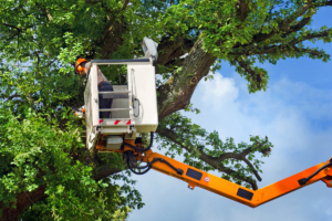 professional tree trimming services surveying tree in crane
