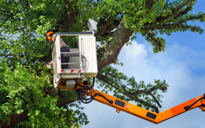 Why You Should Hire A Professional Tree Trimming Service Provider