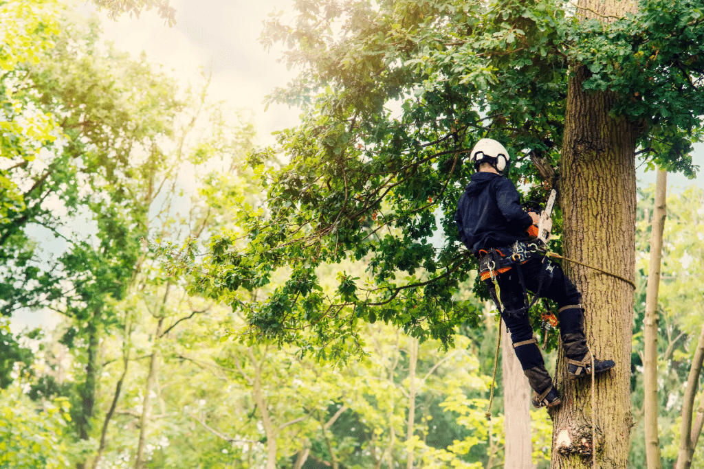 End-of-Summer Care for Trees and Shrubs | Tree Trimming and Pruning ...