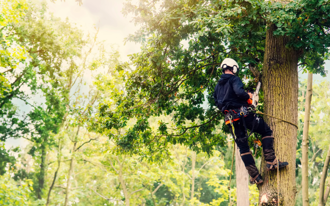 Experts in Tree Care Services