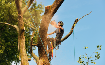 Expert Tree Removal in the Denver Metro Area