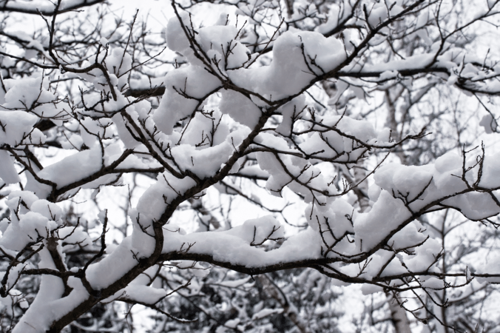 heavy snow on tree branches due to severe weather winter