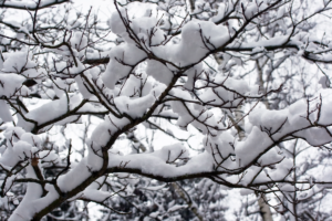 heavy snow on tree branches due to severe weather winter