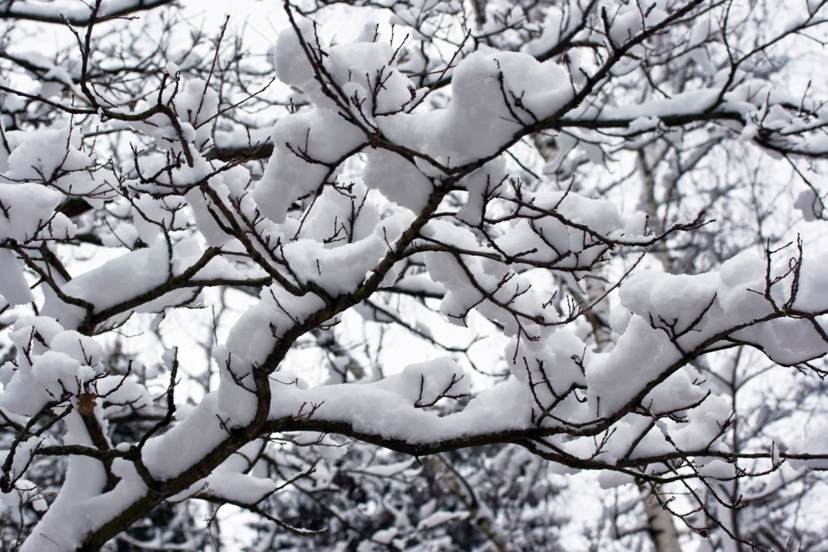 Severe Weather and Tree Damage | Donovan Arborists