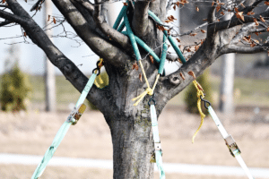 tree cabling bracing