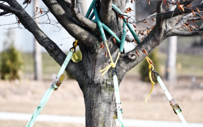 A Guide to Tree Cabling and Bracing