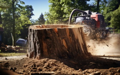 A Guide to Tree Stump Grinding and Removal