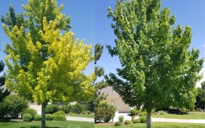 Iron Chlorosis: Causes and Treatment