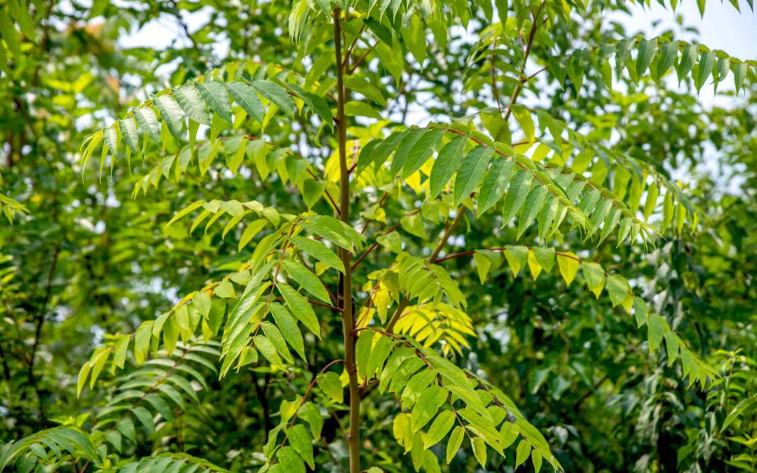 Tree of Heaven: Don’t Let the Name Fool You