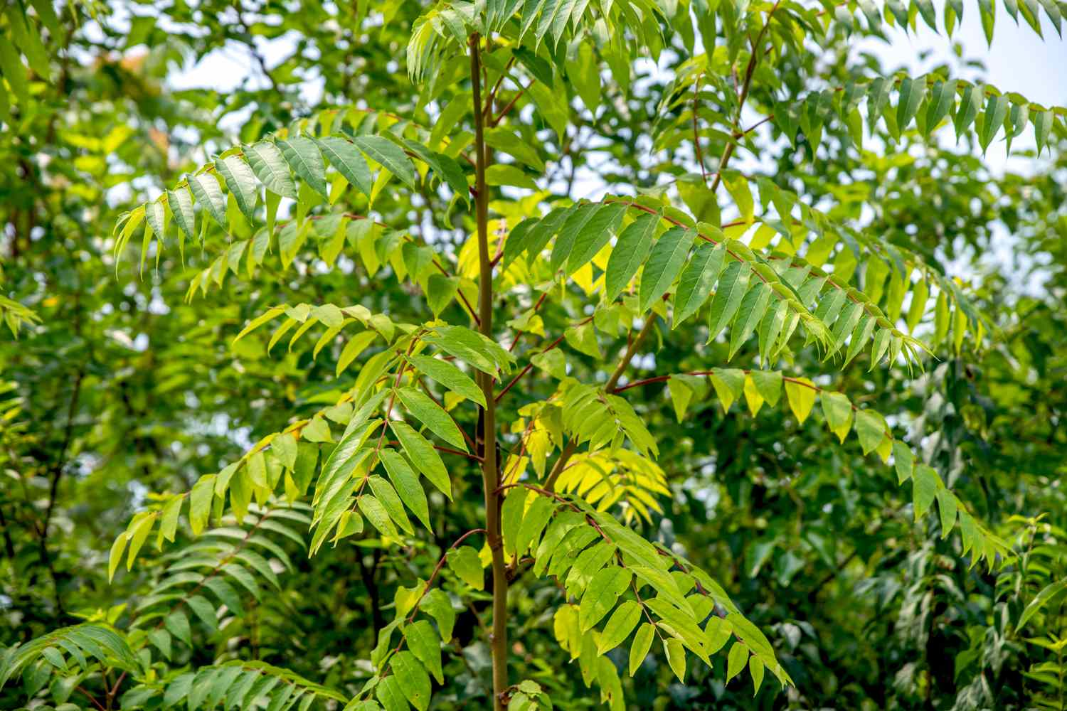 Tree of Heaven: Don't Let the Name Fool You | Colorado Trees | Donovan ...