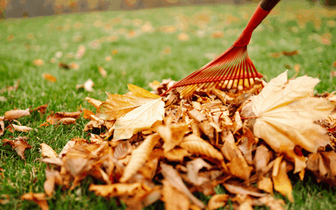 What to Do with Your Fall Leaves in Denver