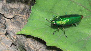 emerald ash borer treatment in denver arborist