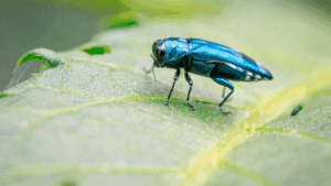 emerald ash borer treatment in denver 