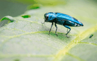 The Green Menace: How to Spot and Stop the Spread of Emerald Ash Borer