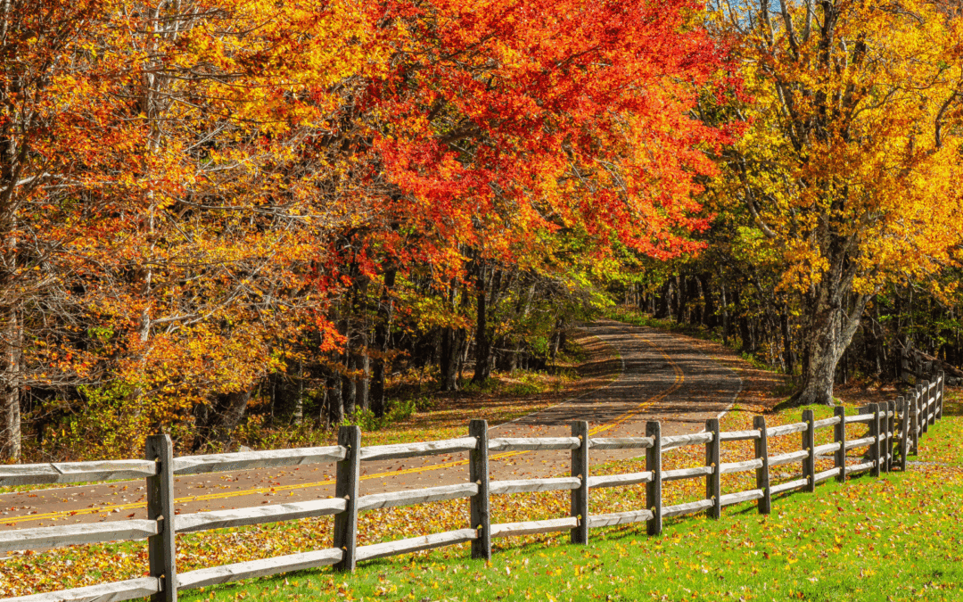 Is It Fall Color, or Is Your Tree Sick? Tree Disease Identification in Autumn