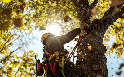 Precision and Health: Why Professional Tree Trimming is Essential This Time of Year