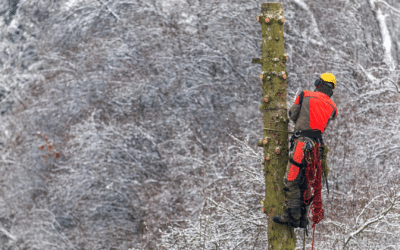 Winter Tree Removal Services: The Best Time to Remove Ash Trees to Slow EAB Spread