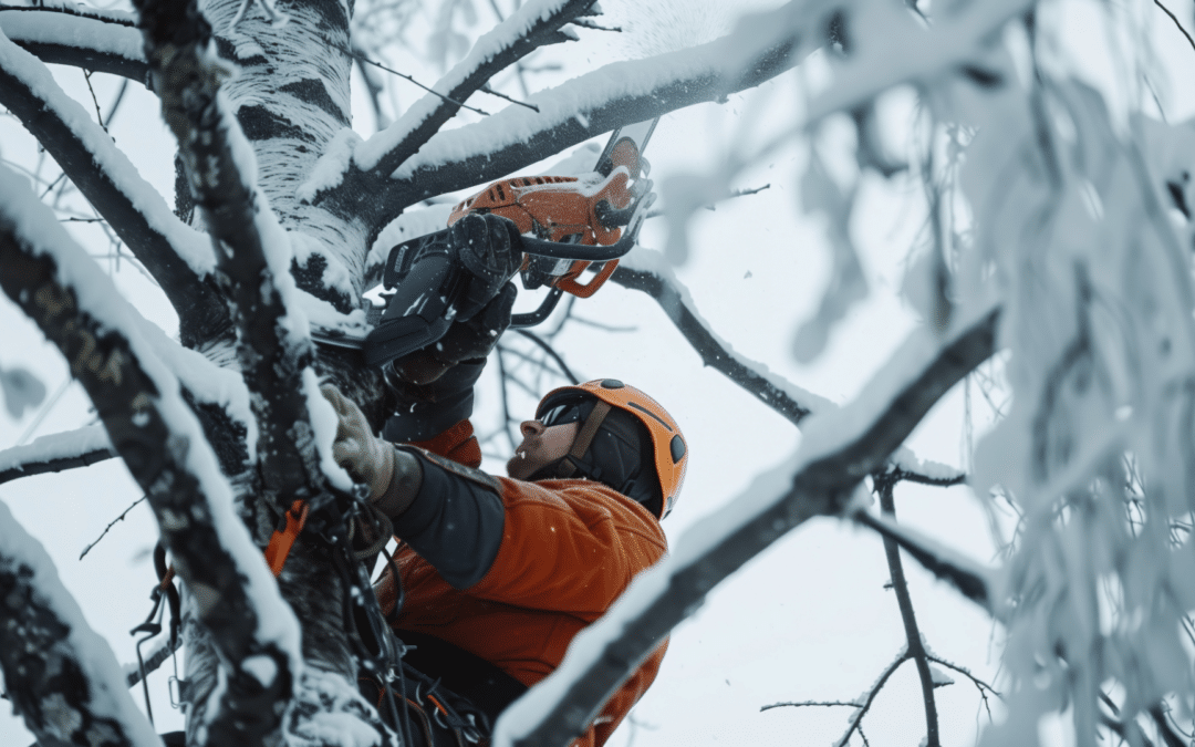 Why Winter is the Best Time for Professional Tree Trimming Services in Denver