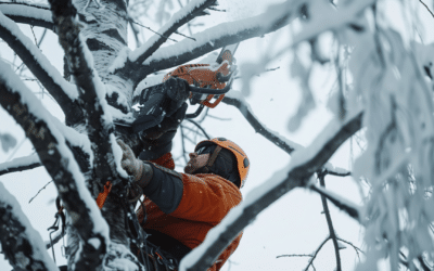 Why Winter is the Best Time for Professional Tree Trimming Services in Denver