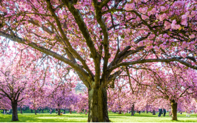 Spring 2026: The “False Spring” and Your Trees