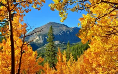 Fall Tree and Plant Health Care: Prepare Your Landscape for Winter
